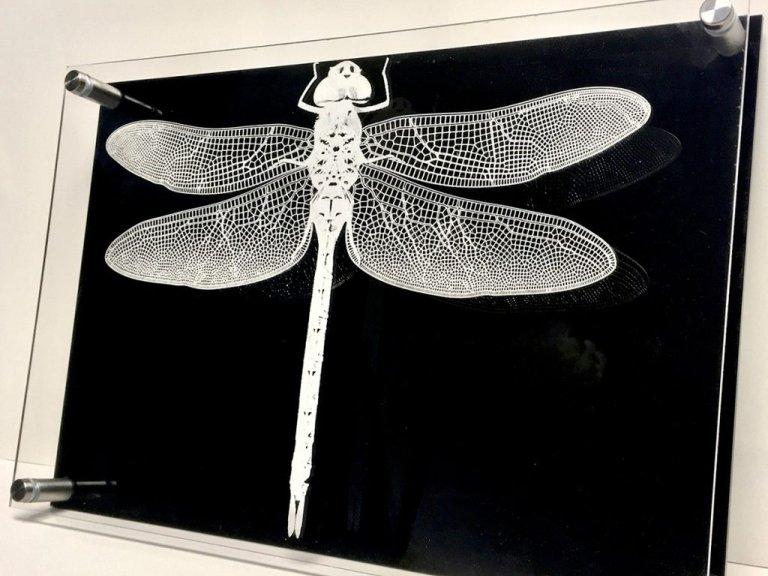 A white image of a dragonfly on a black background.